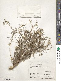 Stillingia linearifolia image