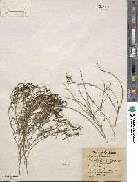 Stillingia linearifolia image