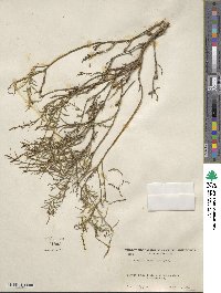 Stillingia linearifolia image