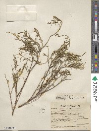 Stillingia linearifolia image