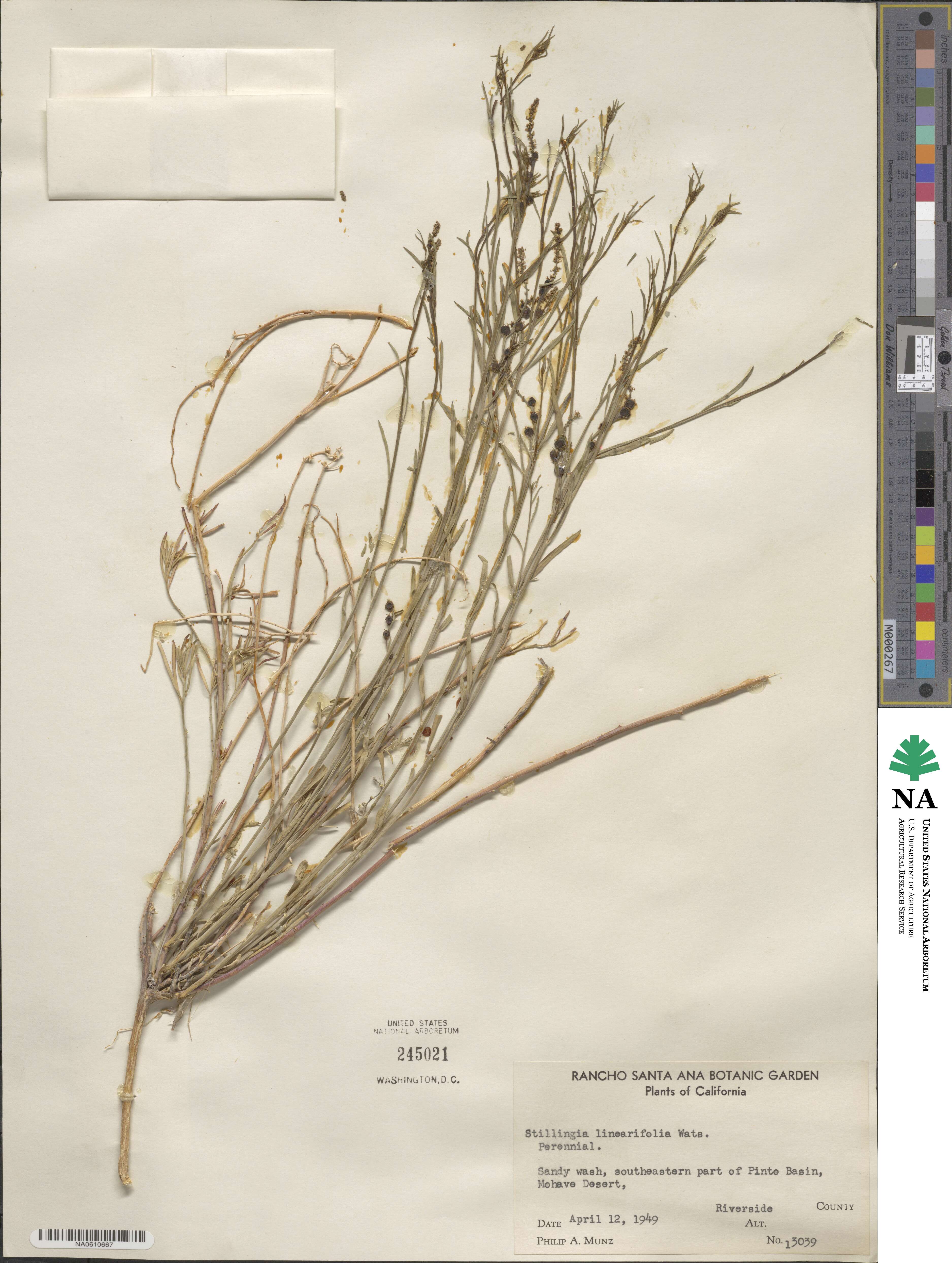 Stillingia linearifolia image