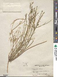 Stillingia linearifolia image