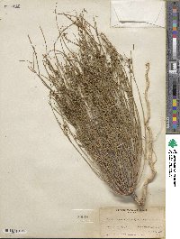 Stillingia linearifolia image