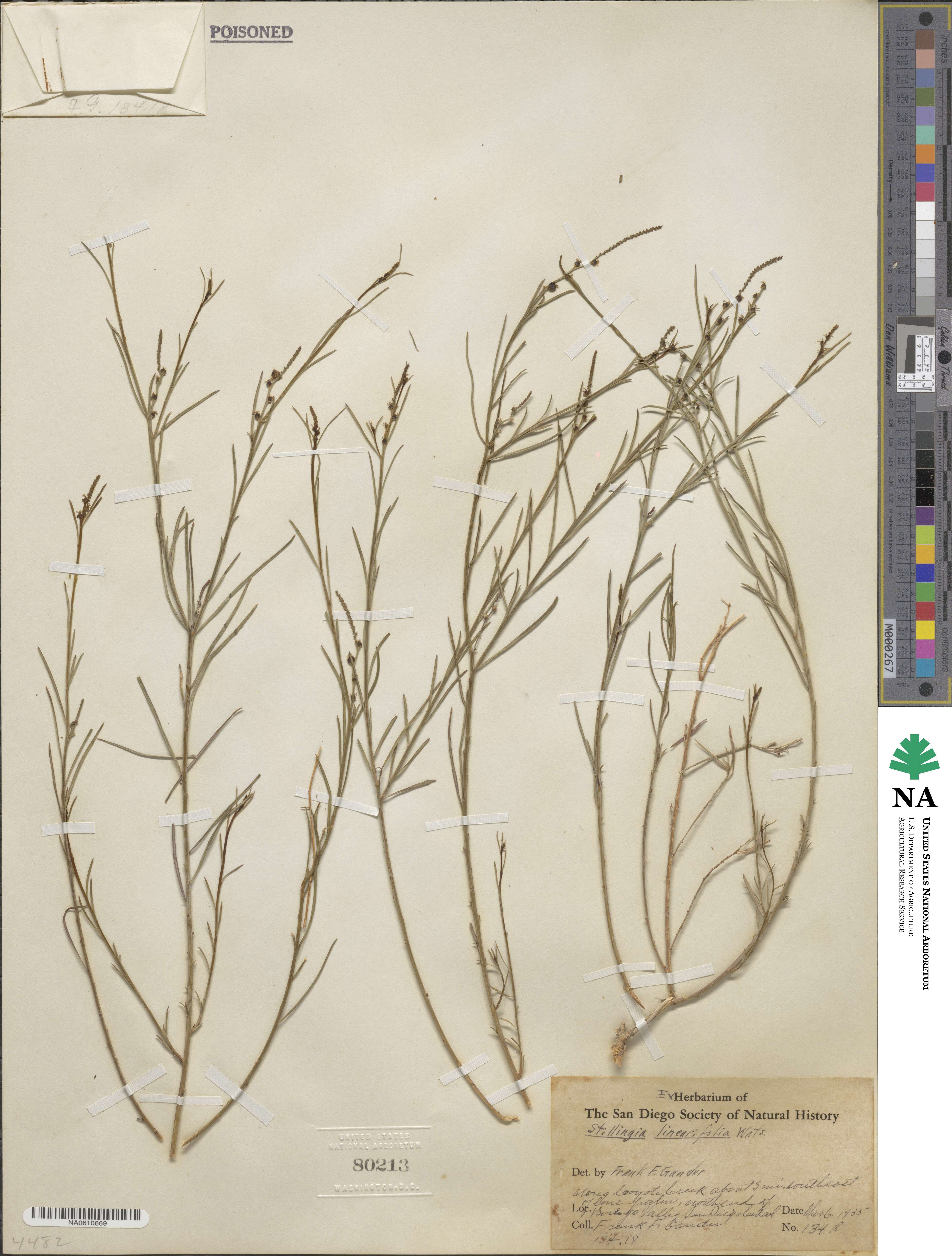 Stillingia linearifolia image