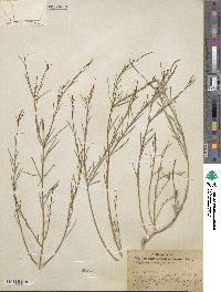 Stillingia linearifolia image