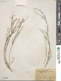 Stillingia linearifolia image