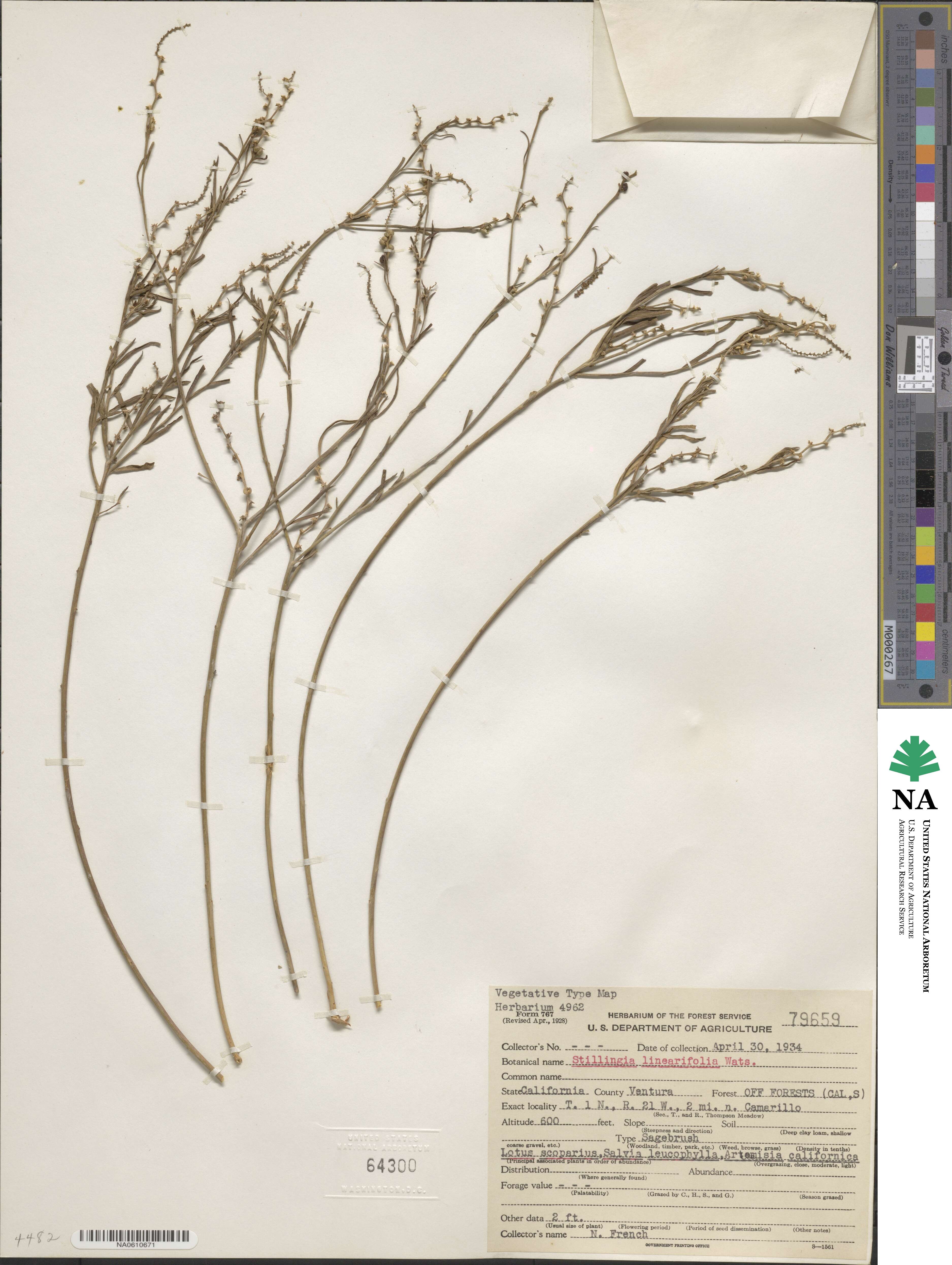 Stillingia linearifolia image