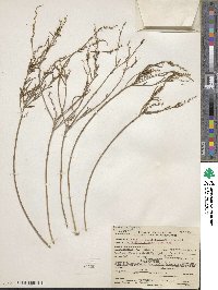 Stillingia linearifolia image