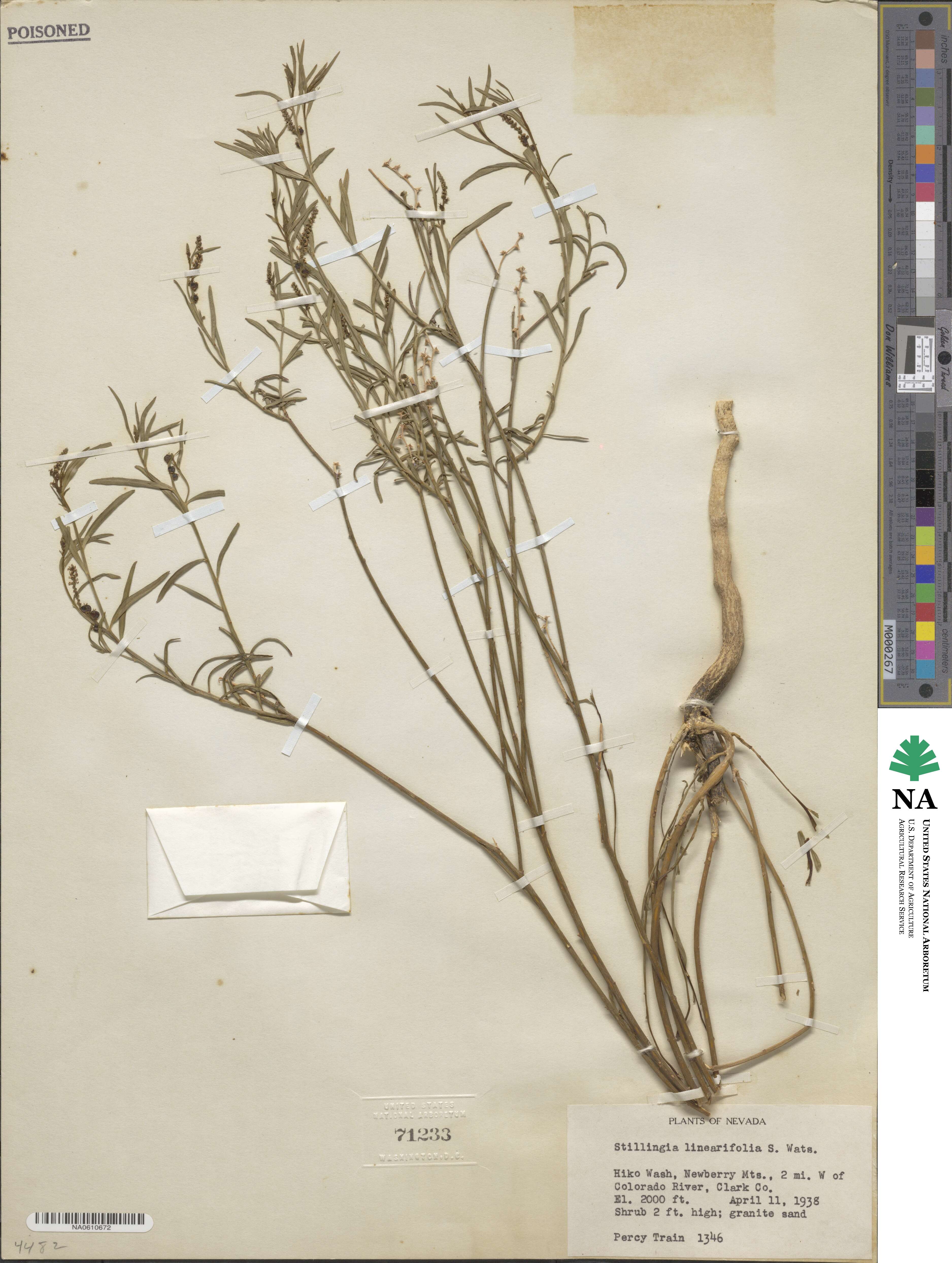 Stillingia linearifolia image