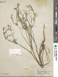 Stillingia linearifolia image