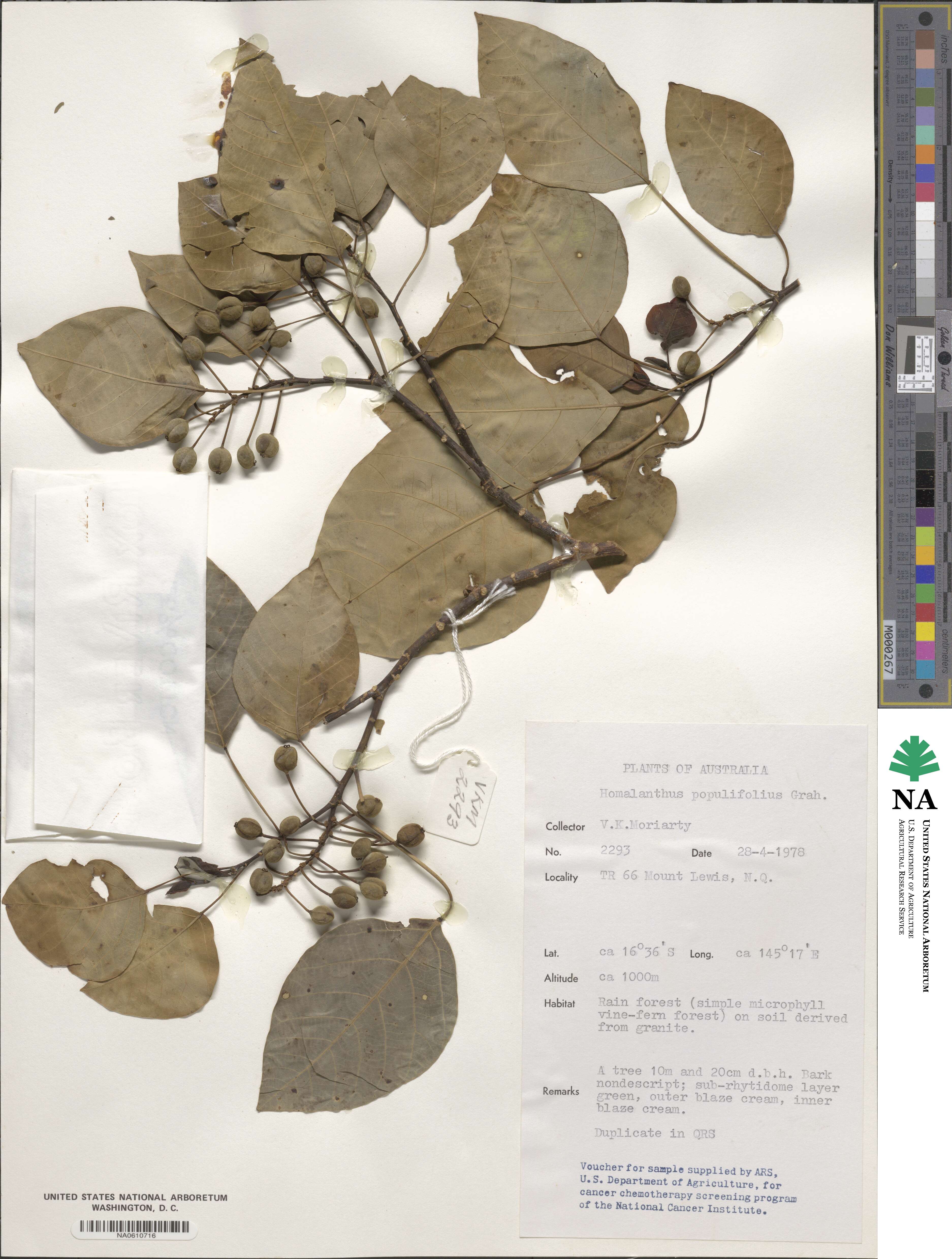 Homalanthus populifolius image