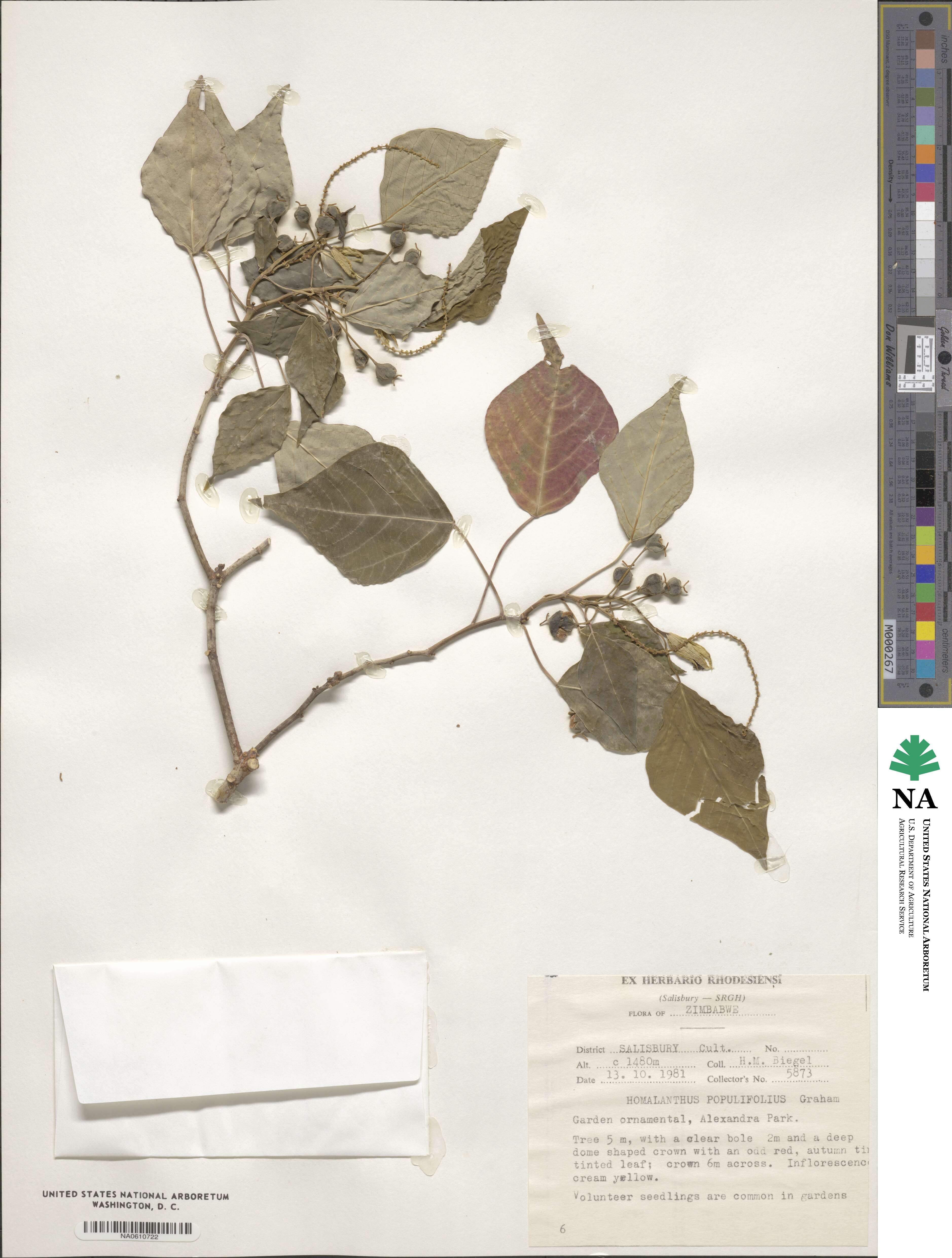 Homalanthus populifolius image