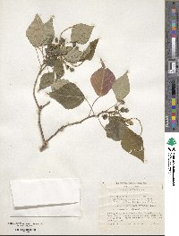 Homalanthus populifolius image