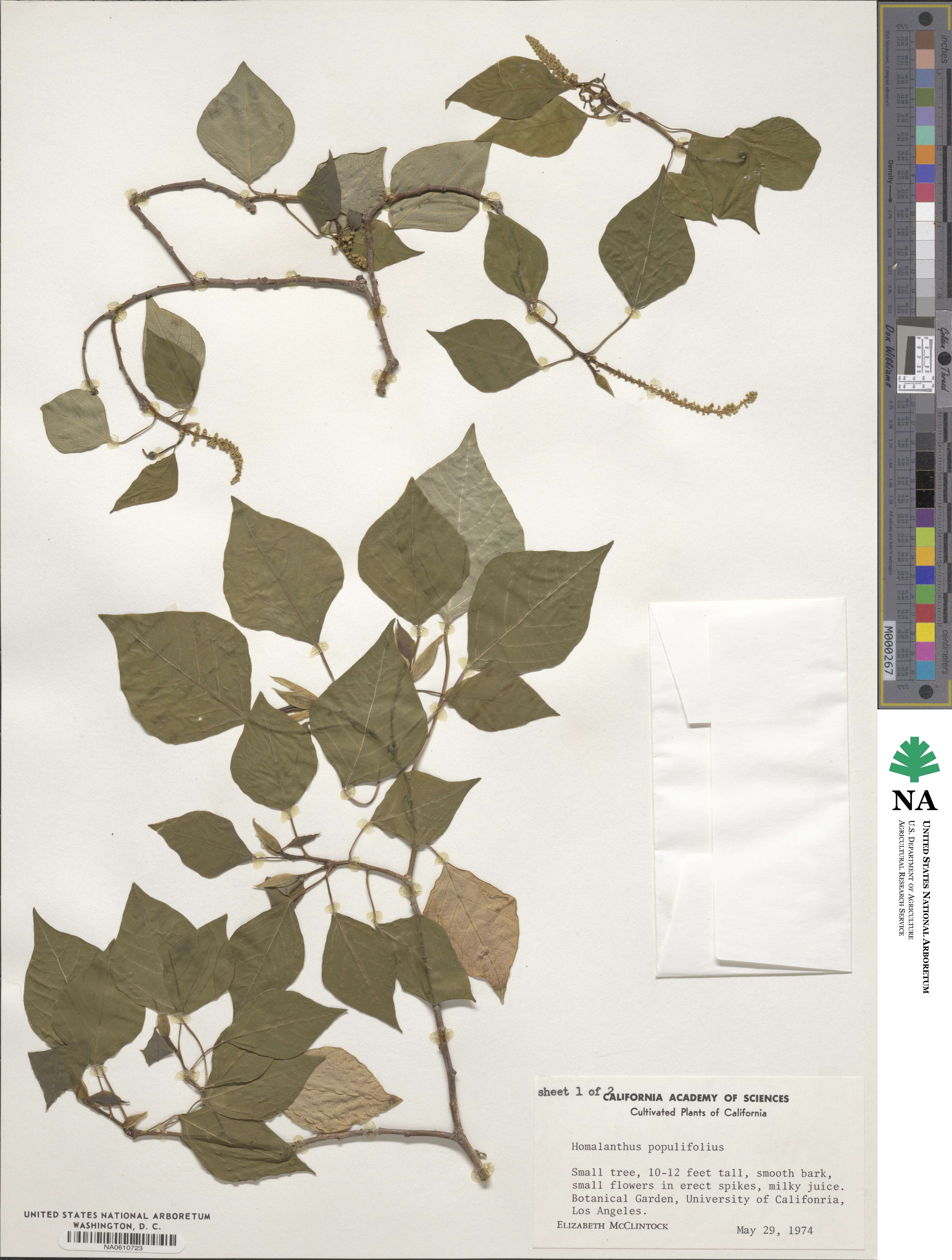 Homalanthus populifolius image