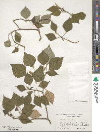 Homalanthus populifolius image