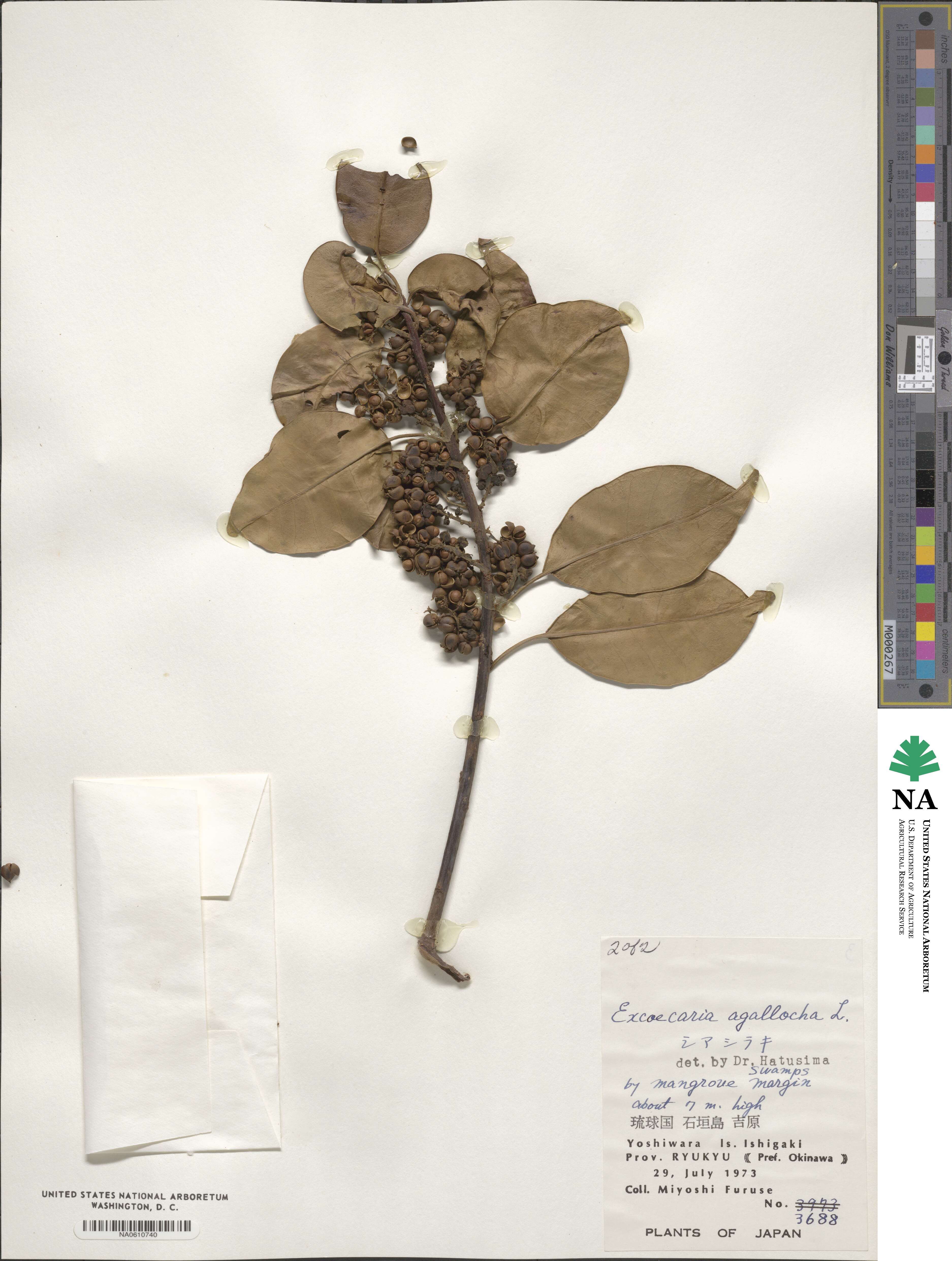 Excoecaria agallocha image