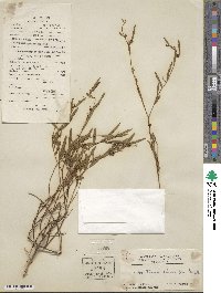 Microstachys chamaelea image