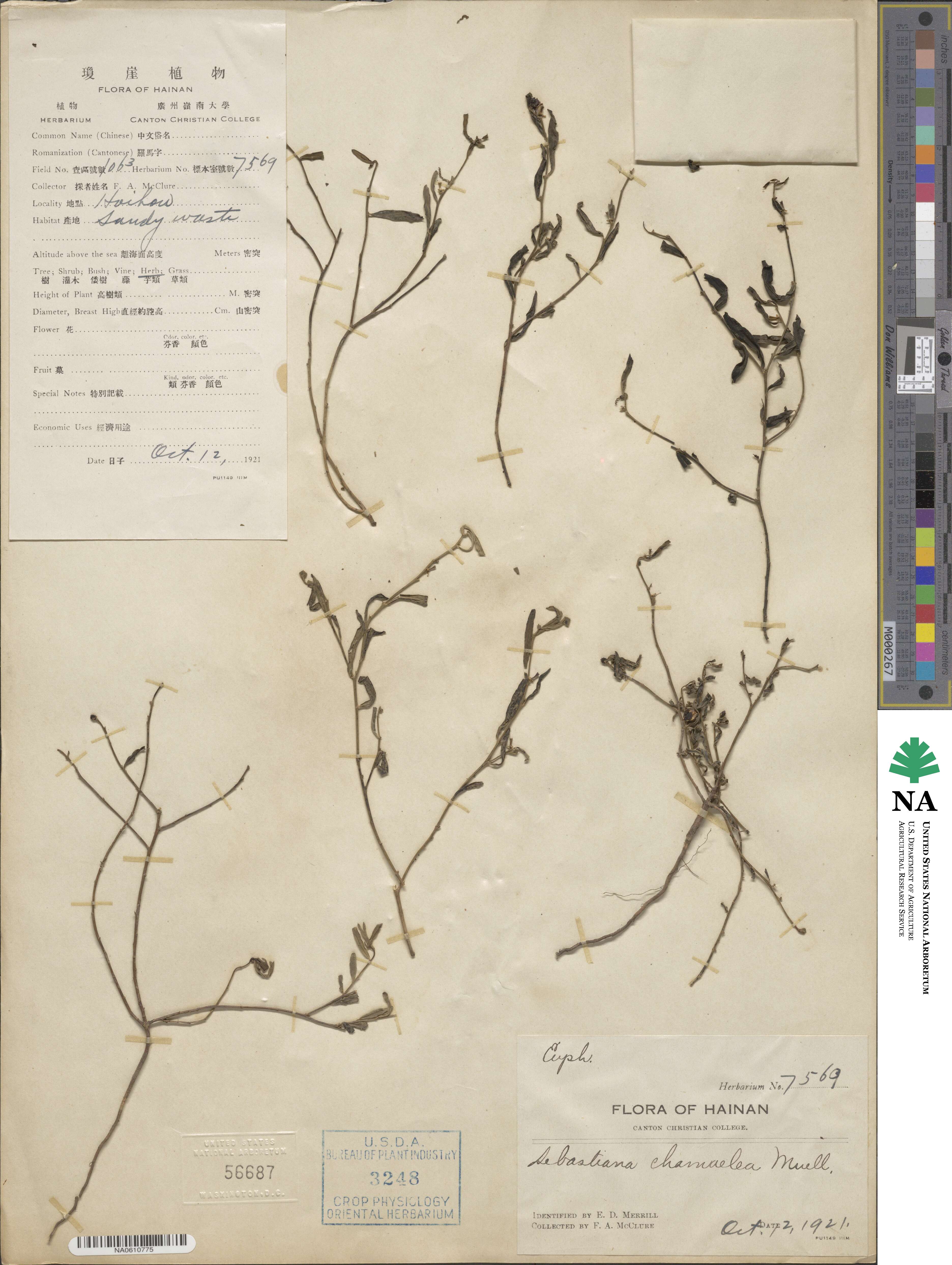 Microstachys chamaelea image