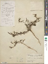 Microstachys chamaelea image