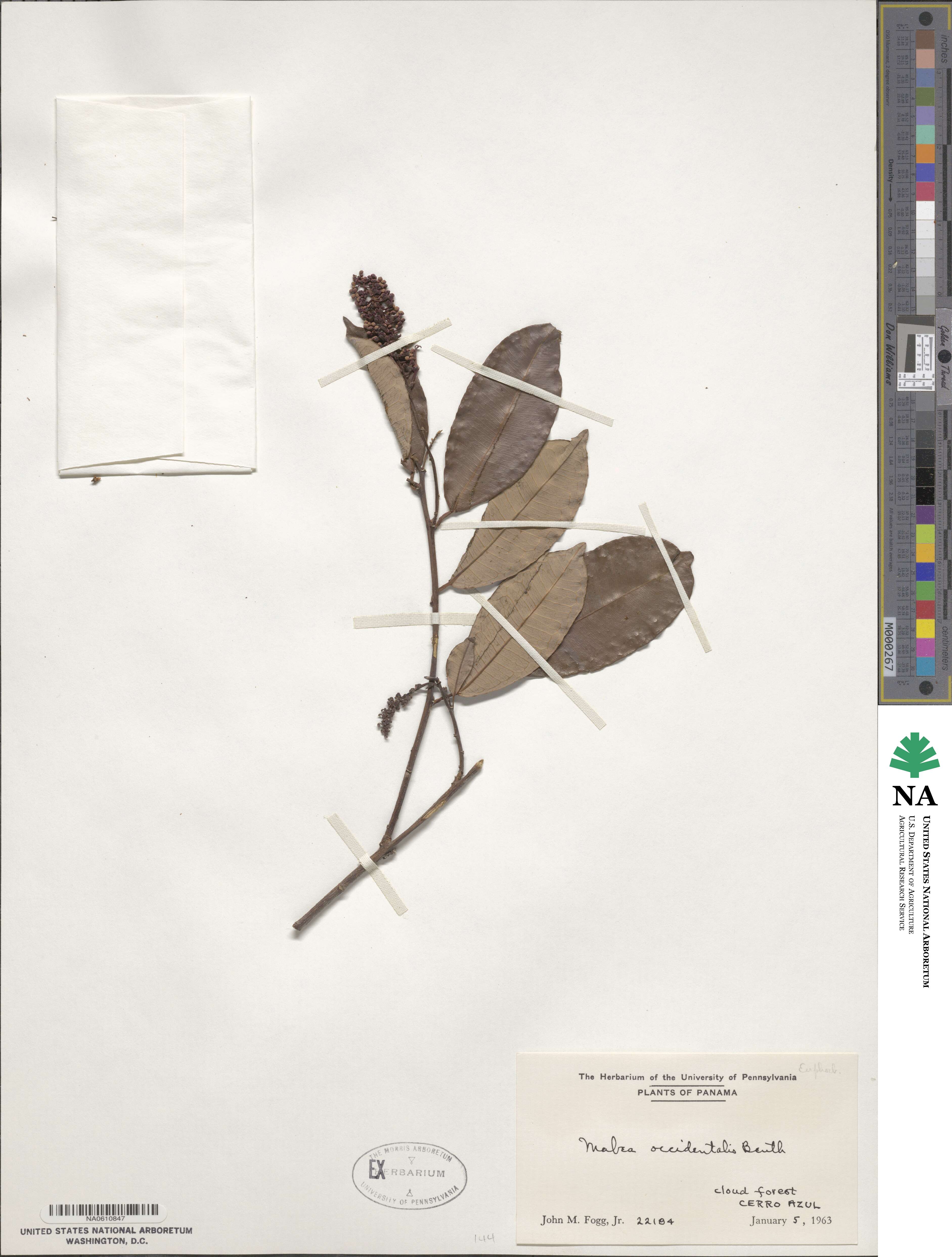 Mabea occidentalis image