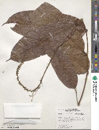 Mabea subsessilis image