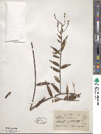 Mabea angustifolia image