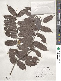 Mabea subsessilis image