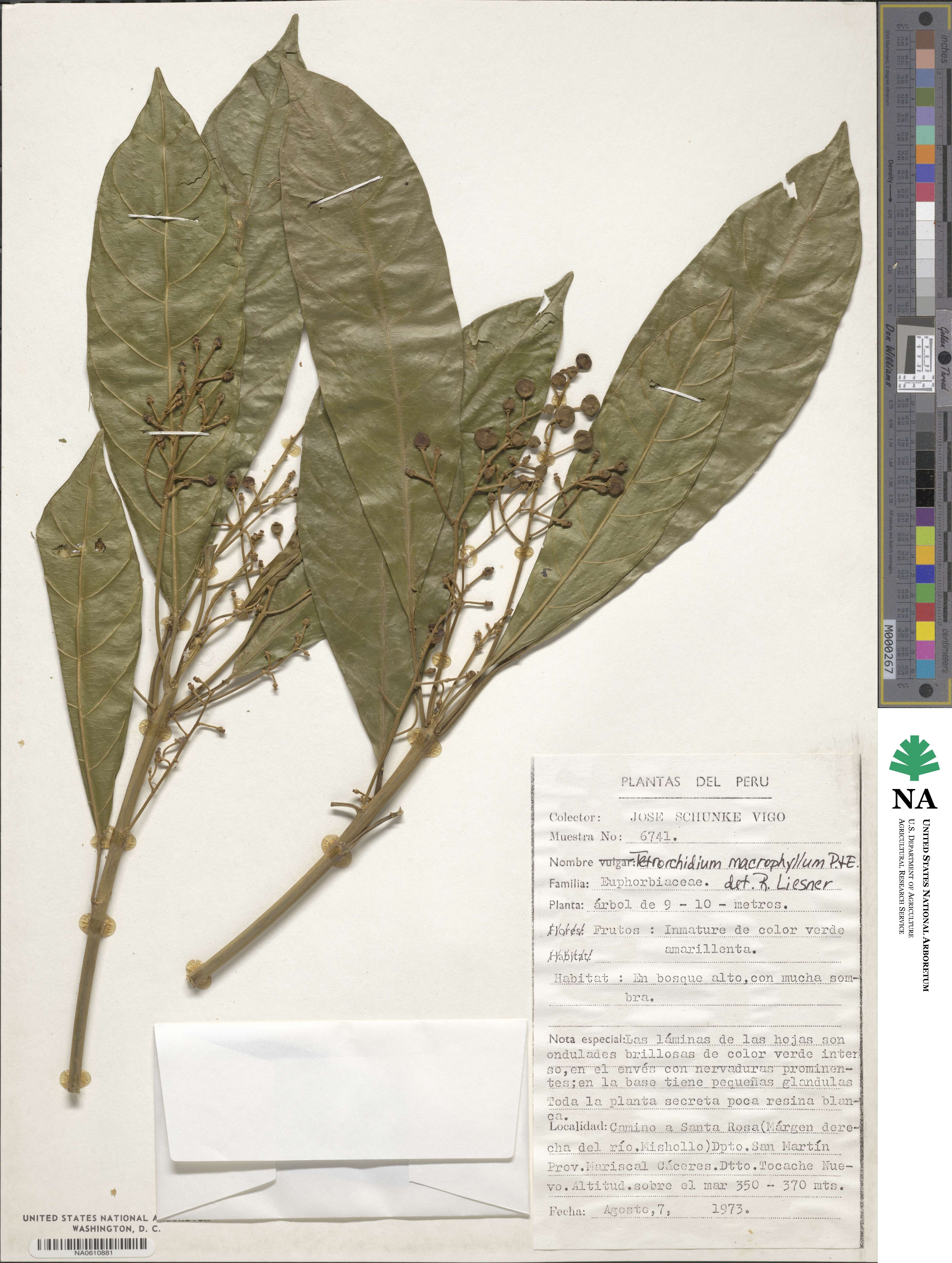 Tetrorchidium macrophyllum image