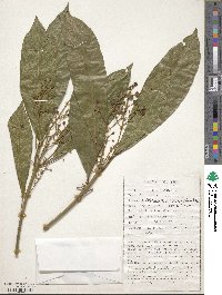 Image of Tetrorchidium macrophyllum