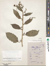 Baliospermum solanifolium image