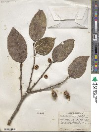 Chaetocarpus schomburgkianus image