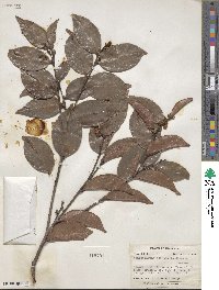 Chaetocarpus schomburgkianus image