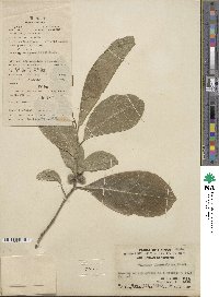 Suregada glomerulata image