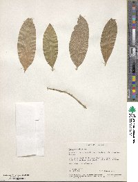 Image of Suregada multiflora