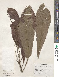 Image of Pausandra trianae