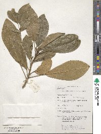 Baloghia parviflora image