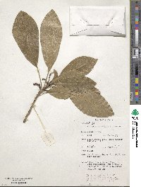 Baloghia parviflora image