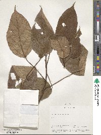 Ostodes paniculata image