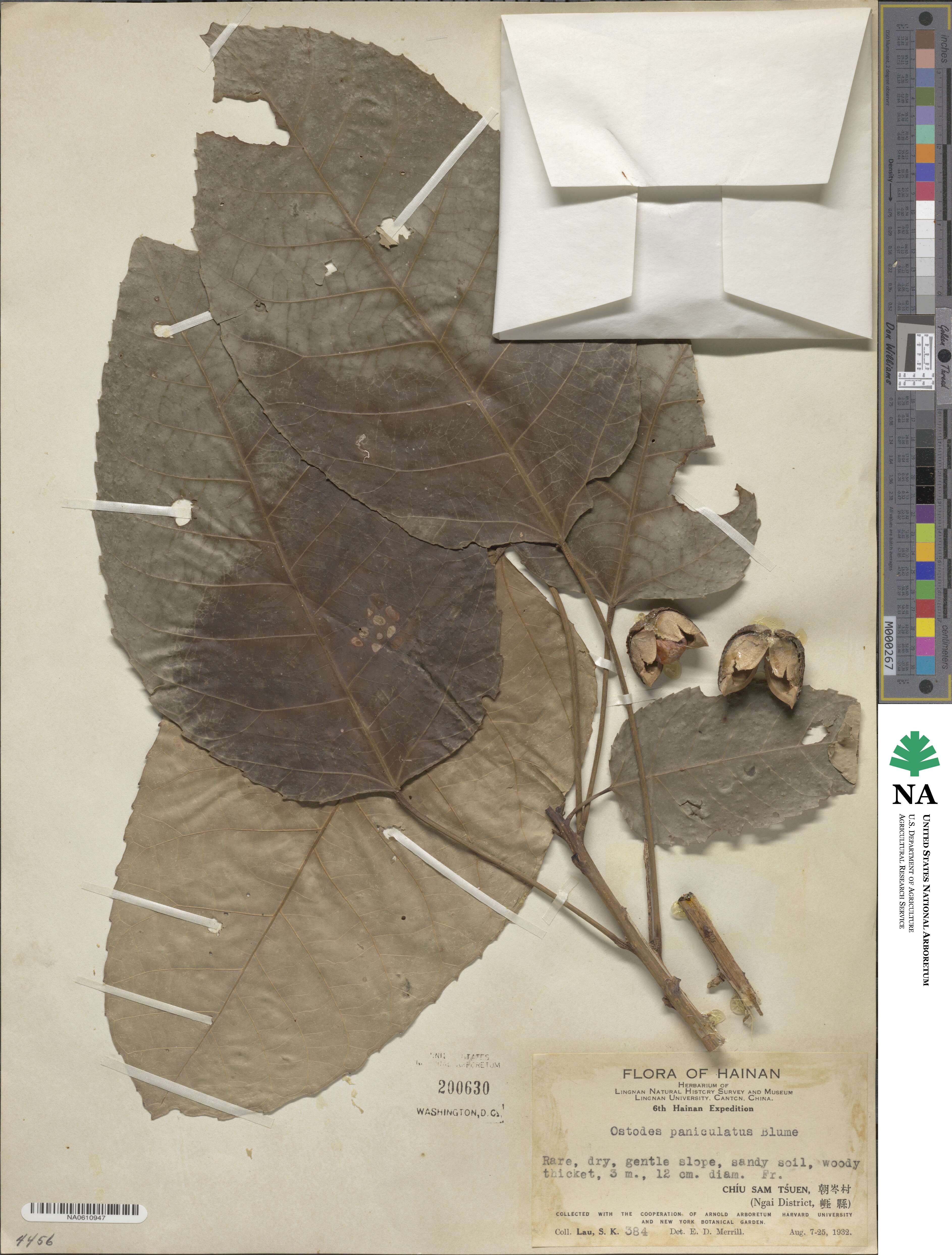 Ostodes paniculata image