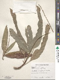 Codiaeum variegatum image