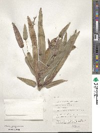 Codiaeum variegatum image