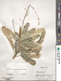 Codiaeum variegatum image