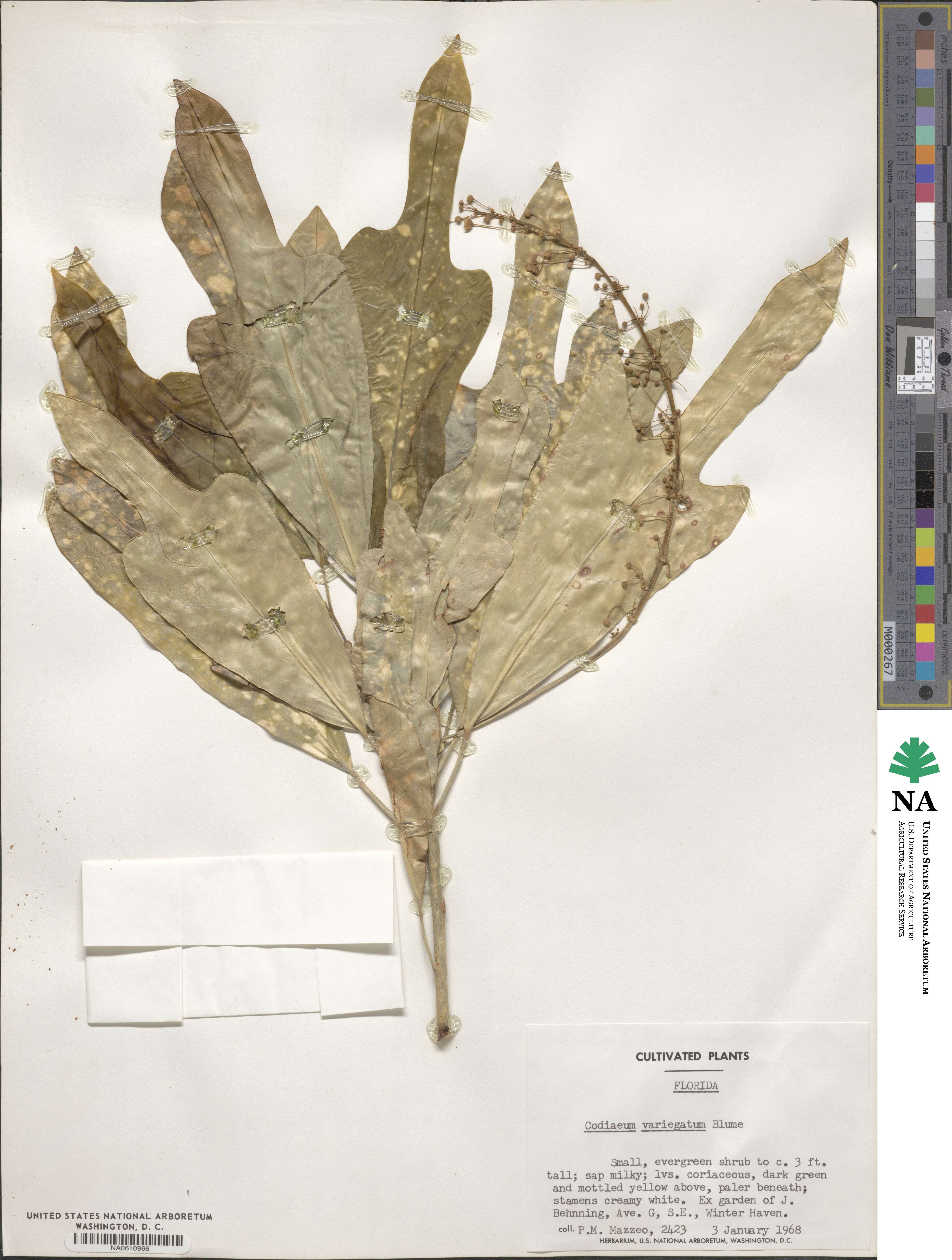Codiaeum variegatum image