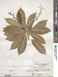 Codiaeum variegatum image