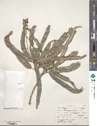 Codiaeum variegatum var. variegatum image