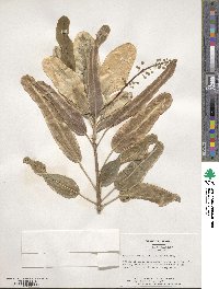 Codiaeum variegatum var. variegatum image