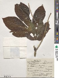 Manihot carthagenensis subsp. glaziovii image