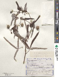 Manihot esculenta image