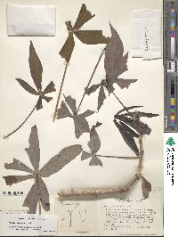 Manihot esculenta image