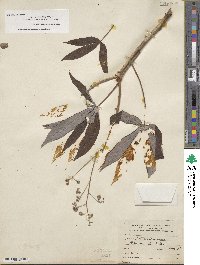 Manihot esculenta image